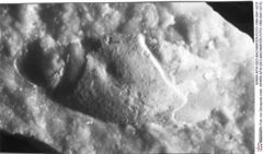 Historisches Foto von Decapoda indet. (NHMW-AFW-GEO-BACHMAYER-FOTO-1990-0041-0215)